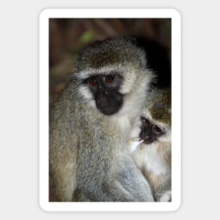 Black-faced Vervet Monkeys, Kenya. Sticker